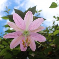 <i>Passiflora mollissima</i>  (Kunth) L.H.Bailey